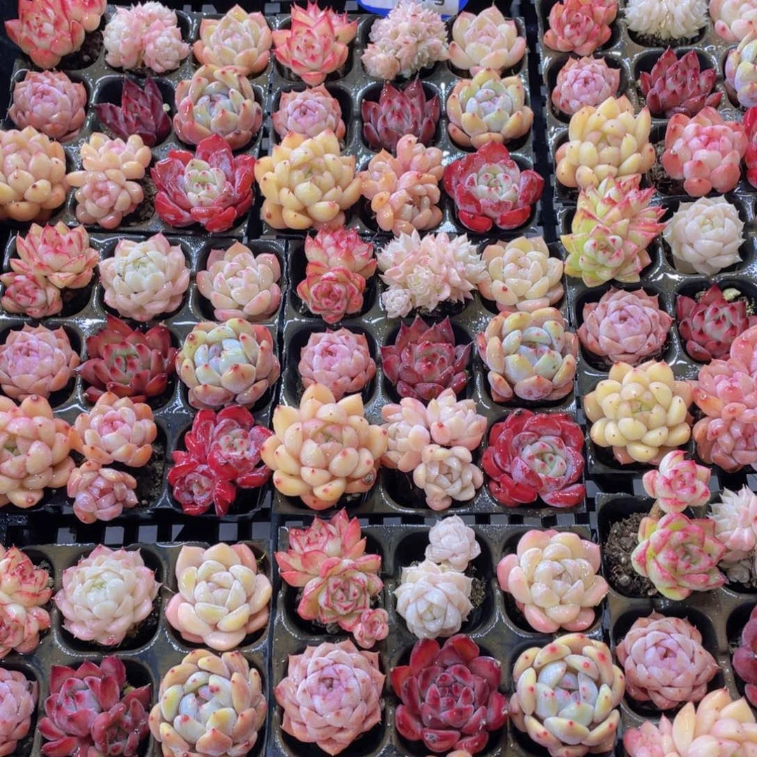 1064号开播福利精品小高货美肉九个