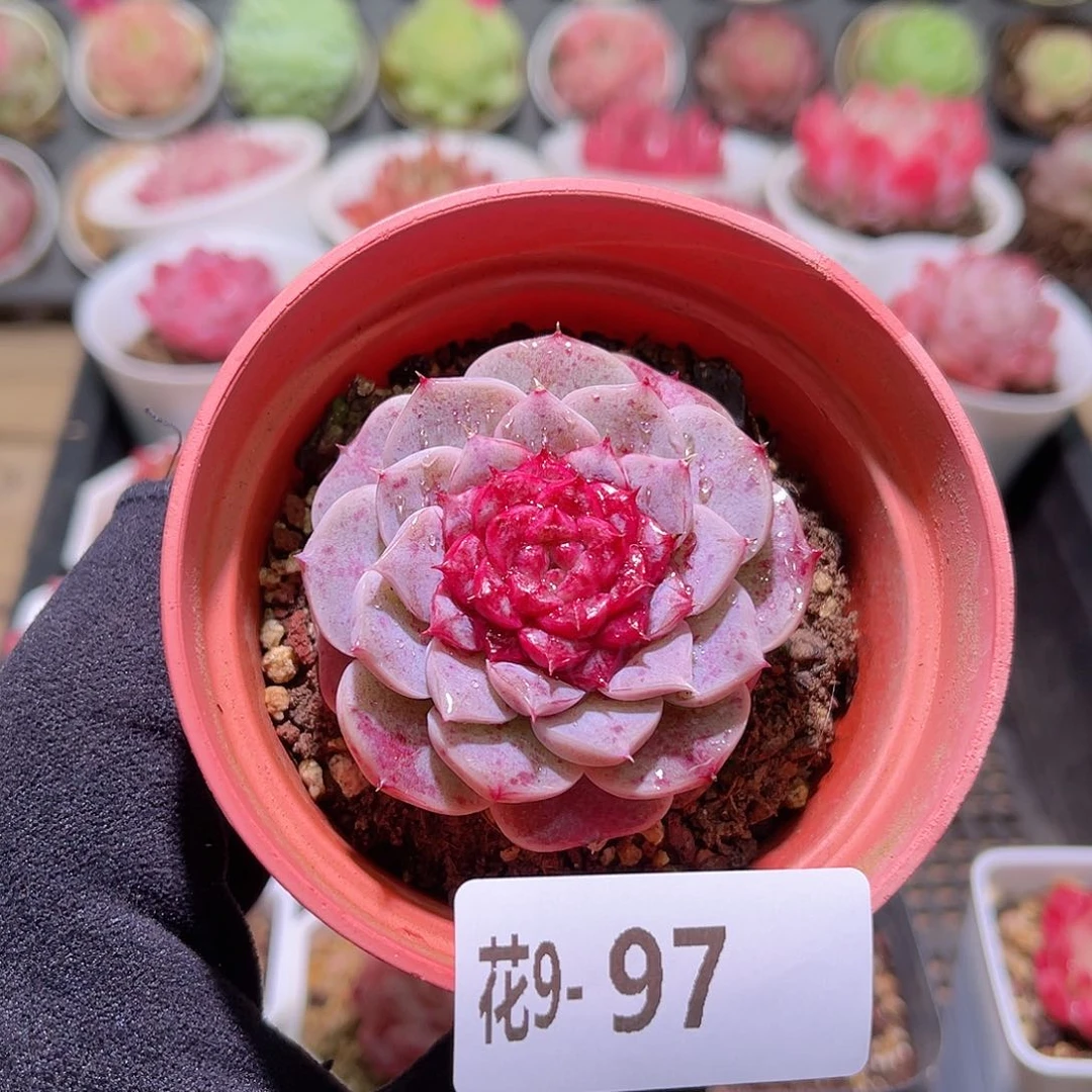 花利美9-97落霞单头