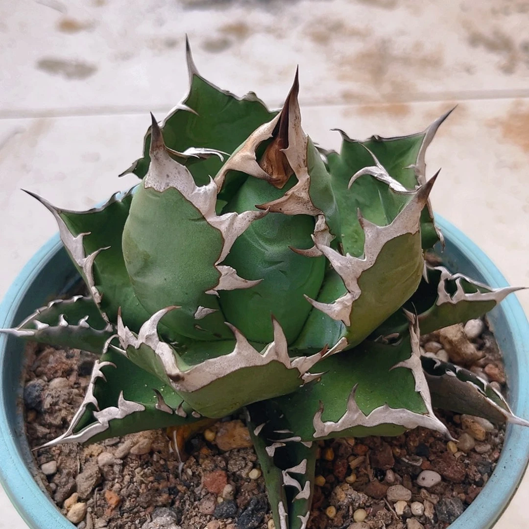 龙舌兰姬仁很包，漏