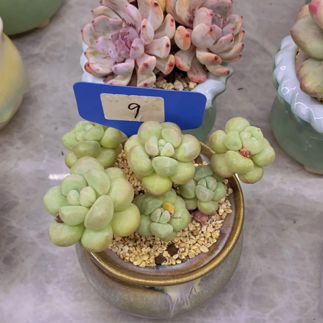 布*开心多肉植物多肉