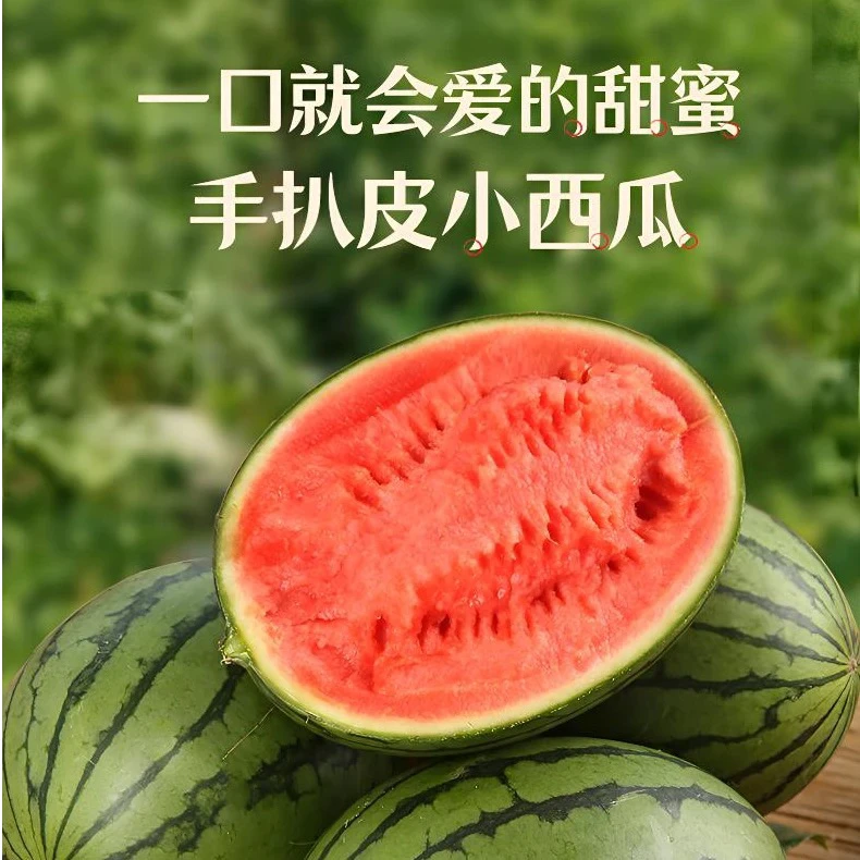 山东小吊西瓜新鲜采摘脆甜可口京东包邮