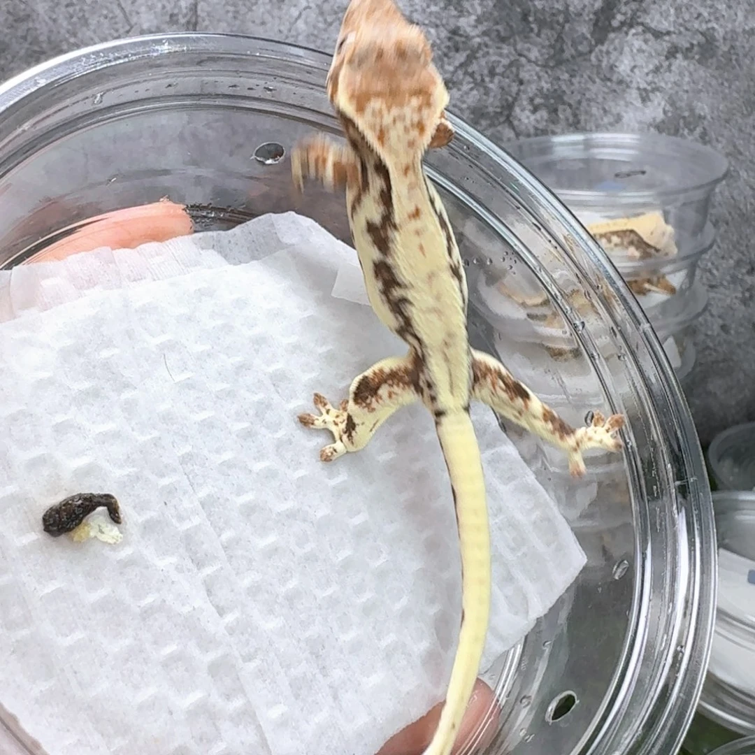 睫角守宫28号法布公
