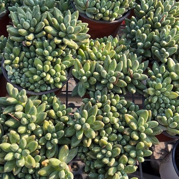 千代田之松多肉植物