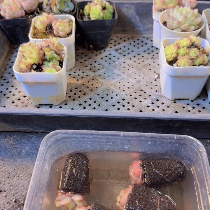 一号土，一单两升，