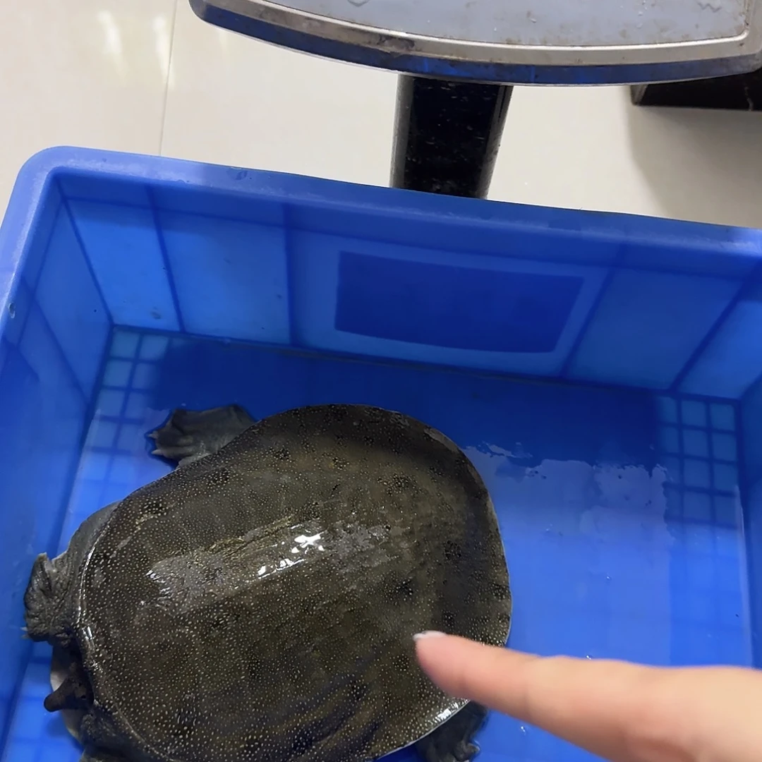 中国大陆常德甲鱼