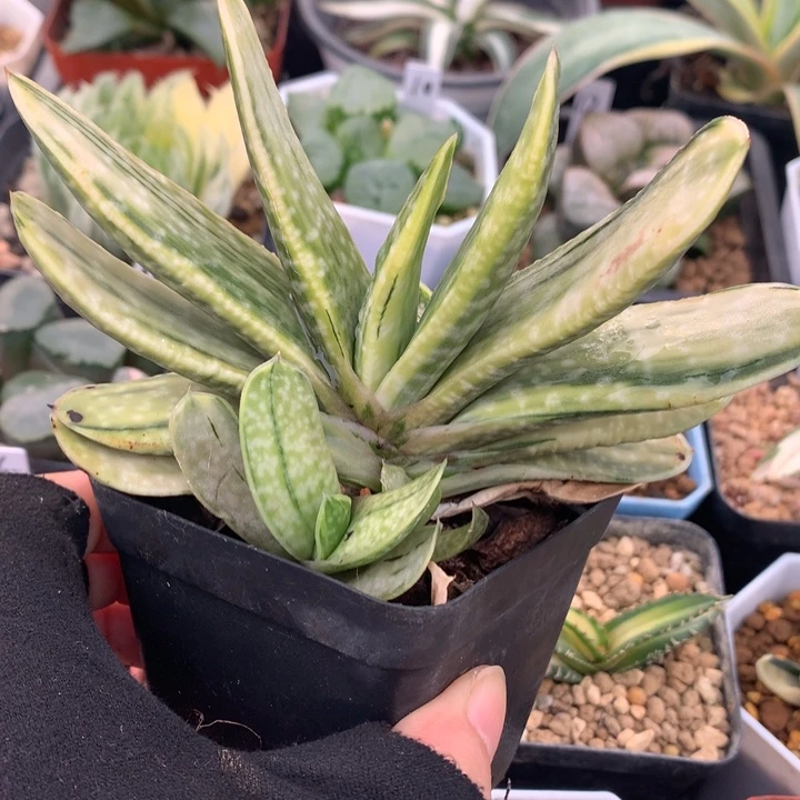 奶黄卧牛子宝锦，带盆