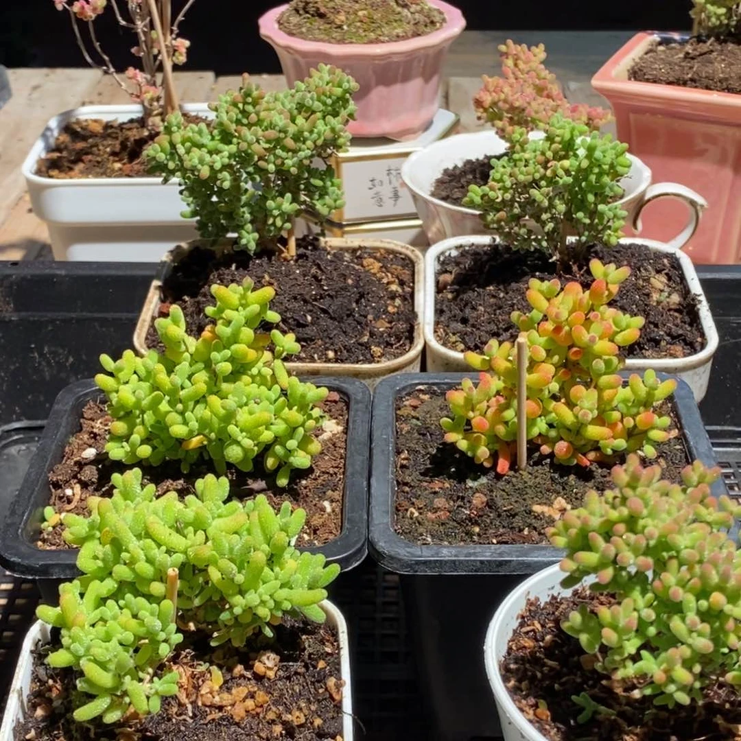 枝干番杏多肉植物347