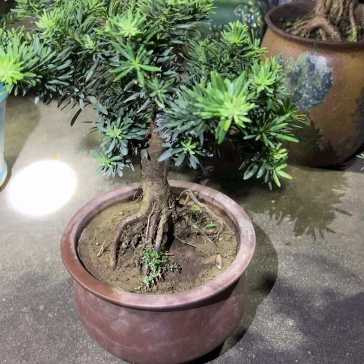 无花朵台湾孔雀罗汉松