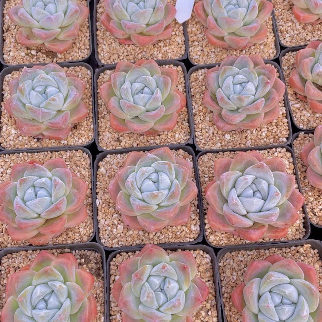 量拍1号 老桩钻石樱花冰玉单头一个