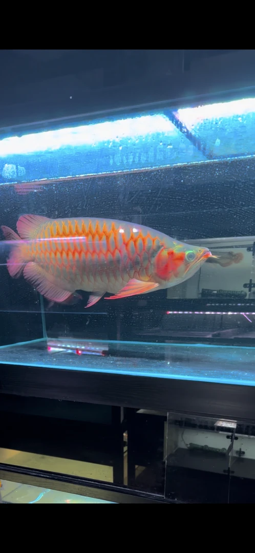 印尼红龙鱼活体直播超血辣椒红龙活鱼苗中大型淡水热带鱼观赏鱼