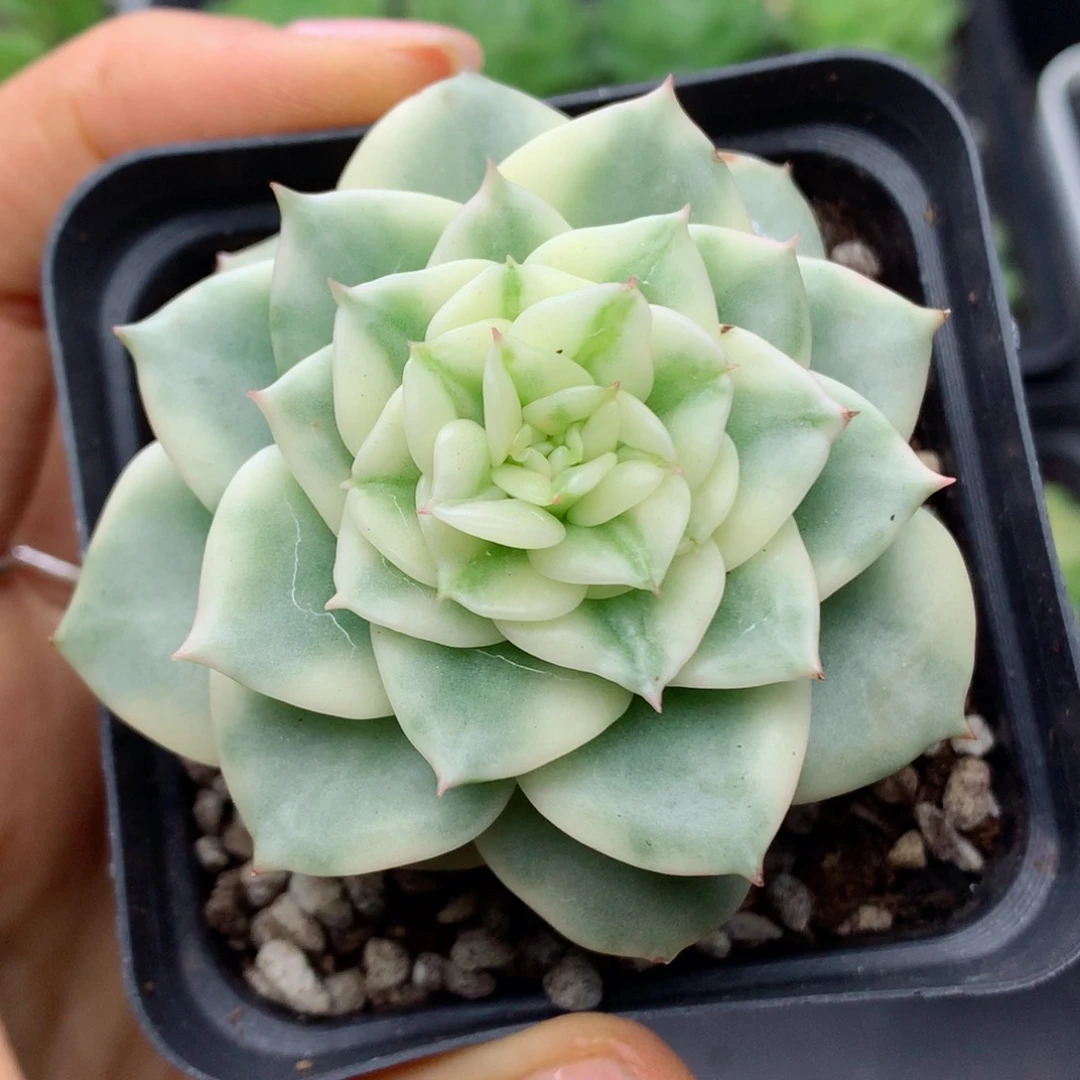 58包邮  群生不包整12