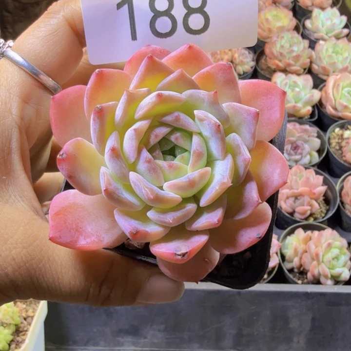 188.qqqqqqqqqqqqqq