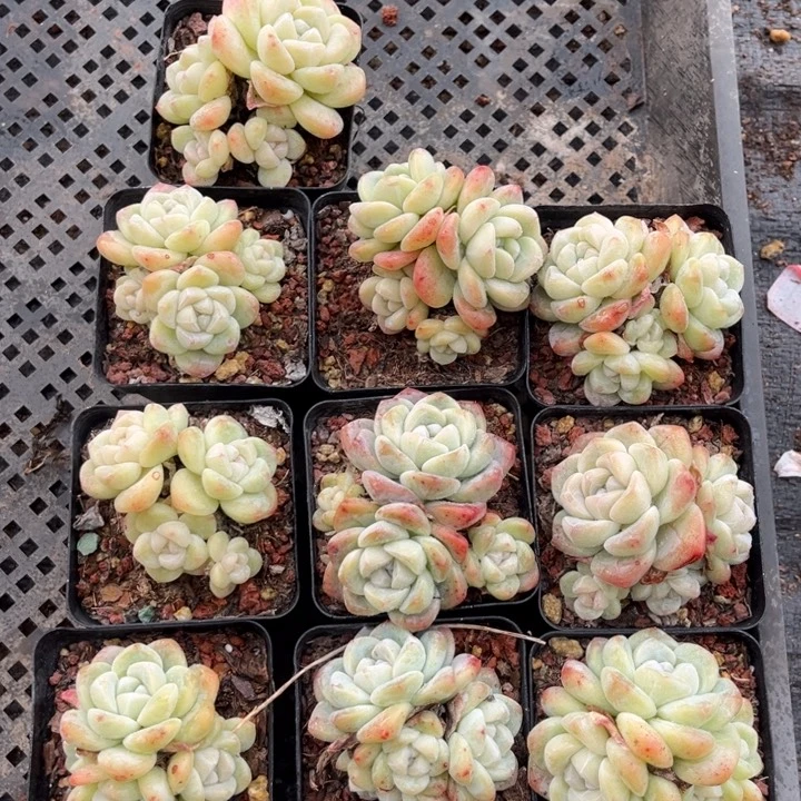 冰玉多肉七方盆一组10个16号