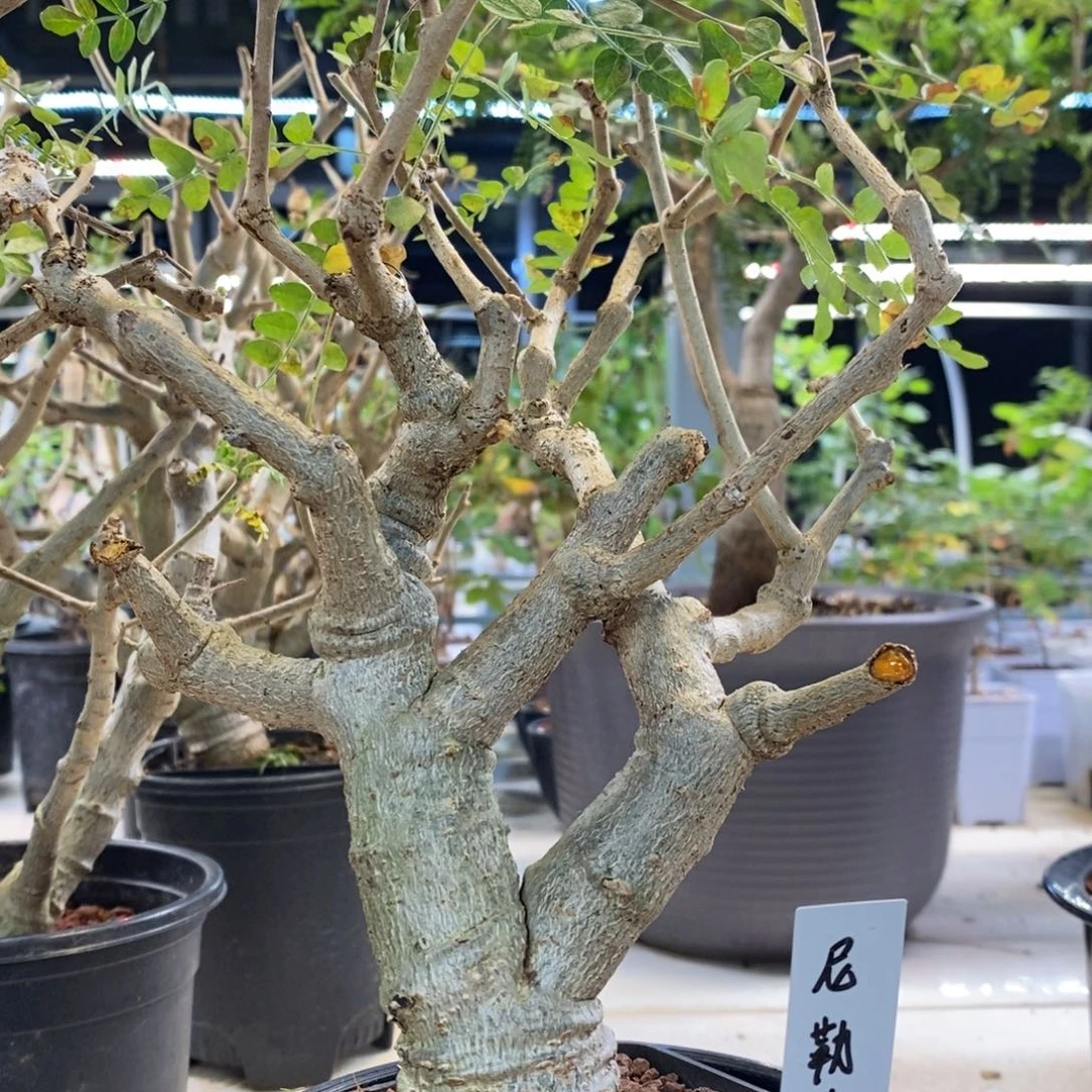 尼勒达乳香实生带盆