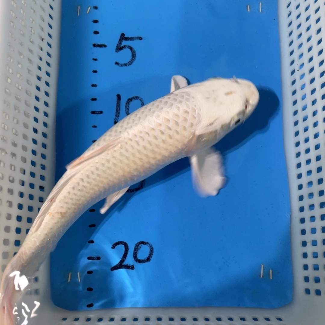 锦鲤蝴蝶鲤鱼锦鲤包邮