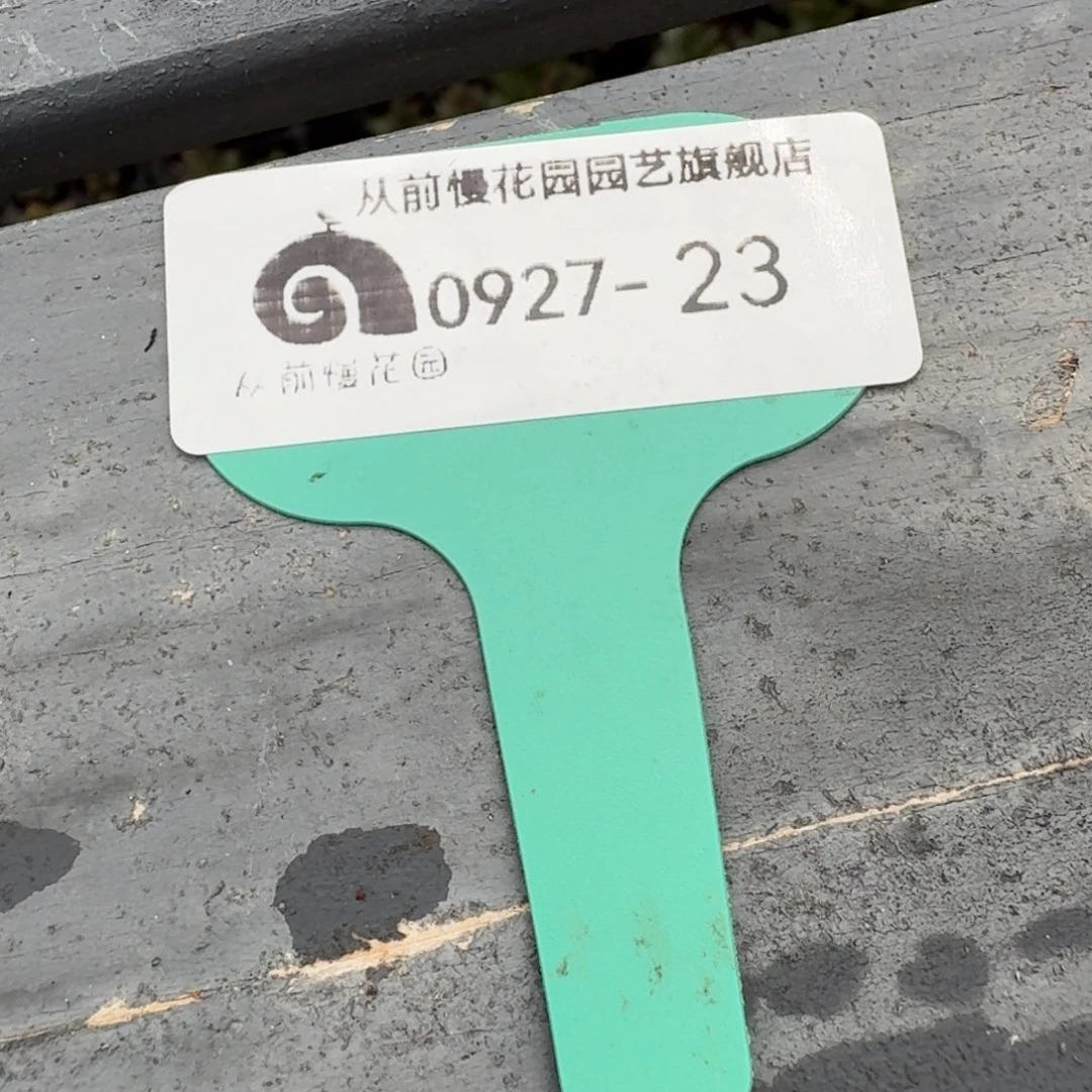从前慢多肉精选编号0927.23