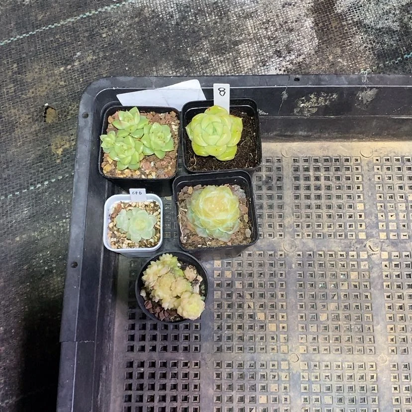 【闪购商品】?****_8号一筐5颗多肉