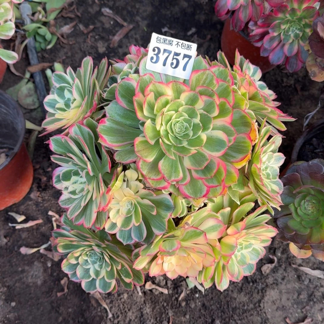 法师丘比特3757 19-13