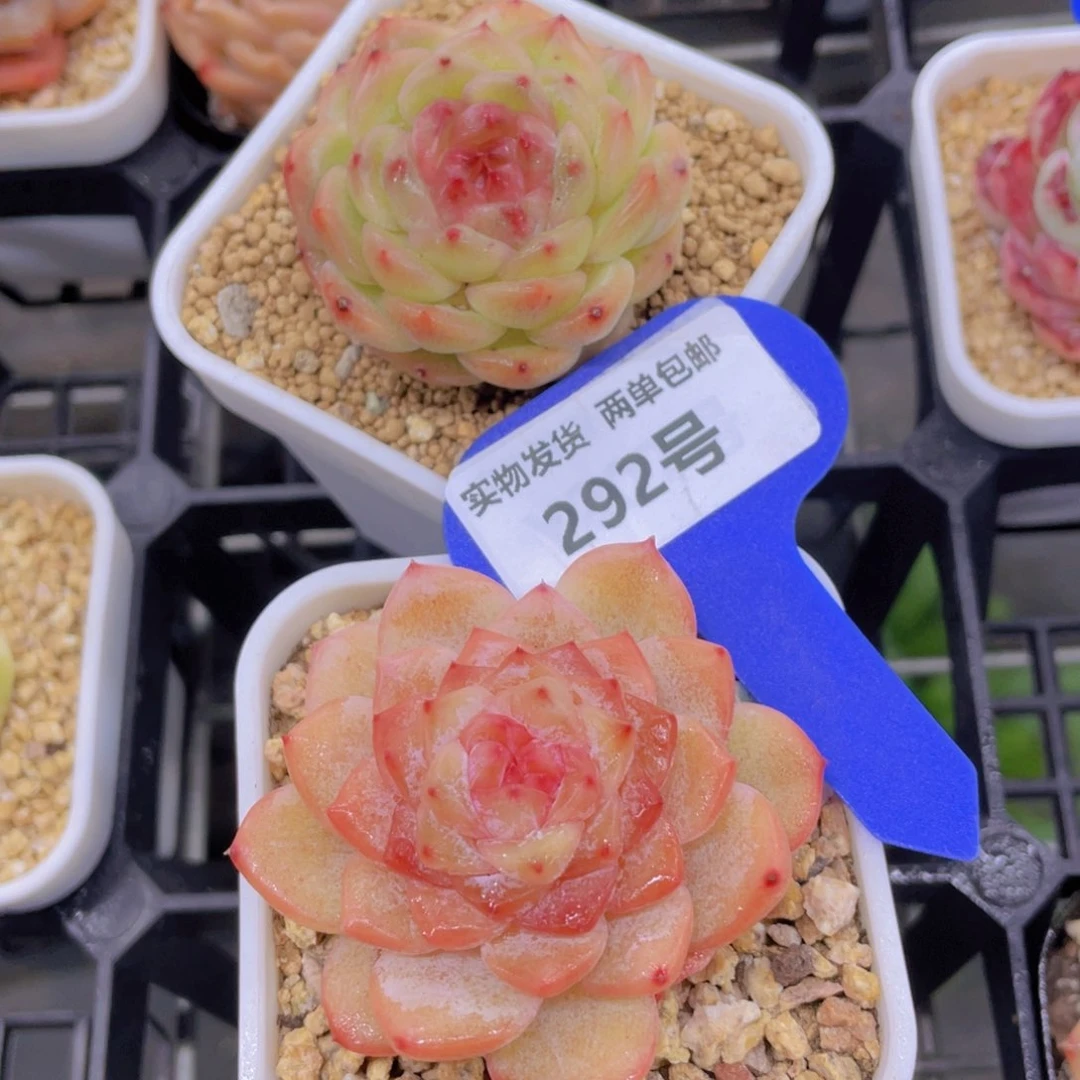 292号 精品孤品糖心两个