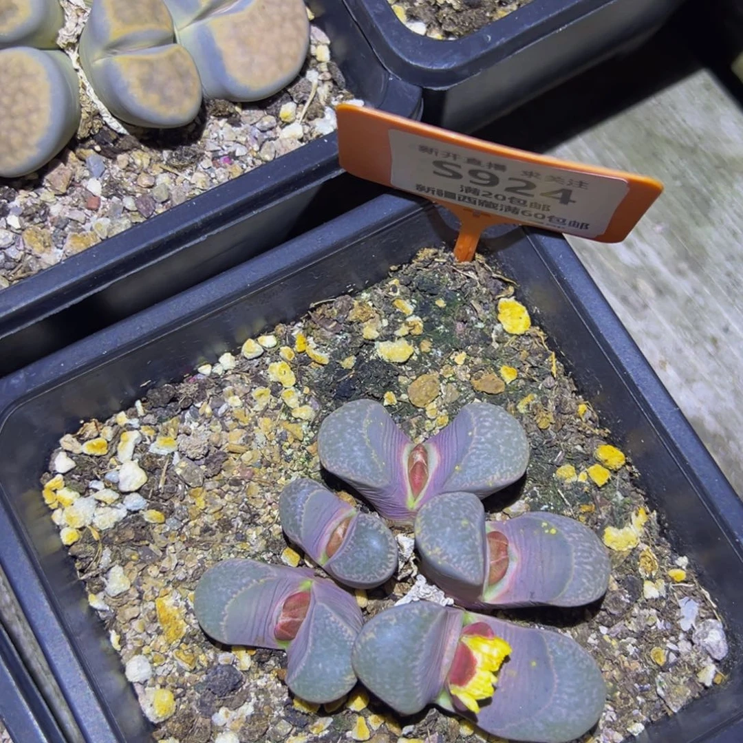 924 一物一拍，默认有伤，介意勿拍，不退不换