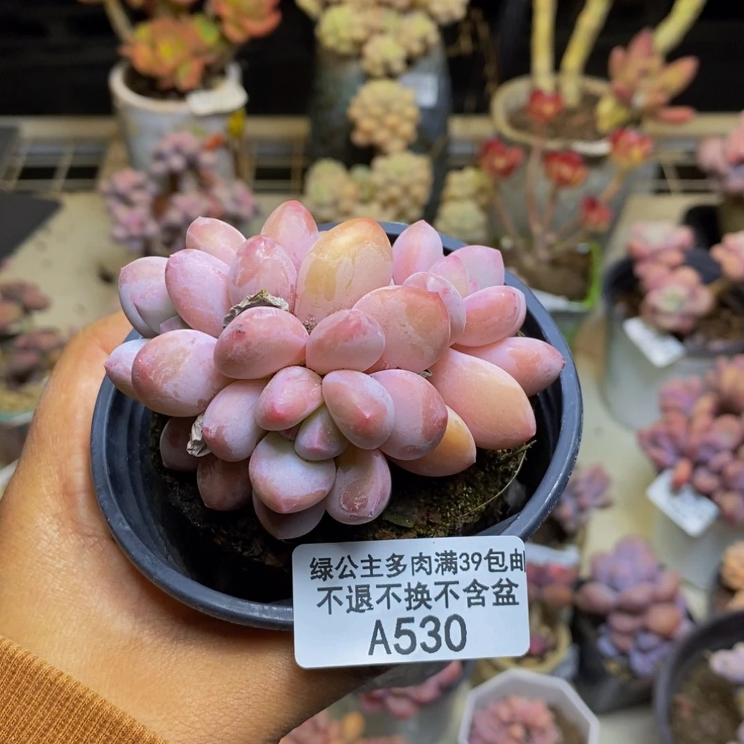 530丸叶香水多肉6c m