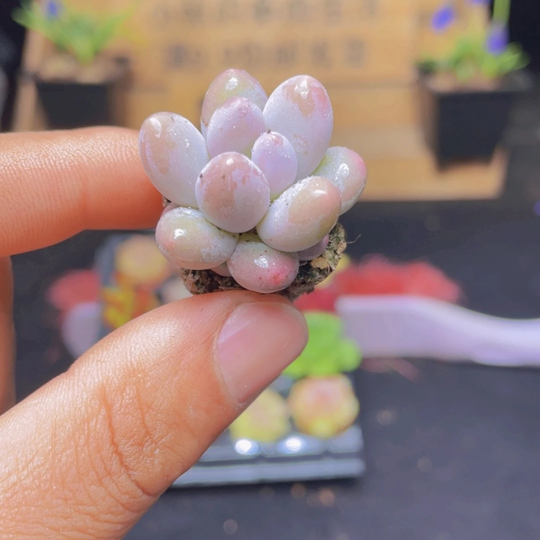 汤圆多肉9.9包邮发货