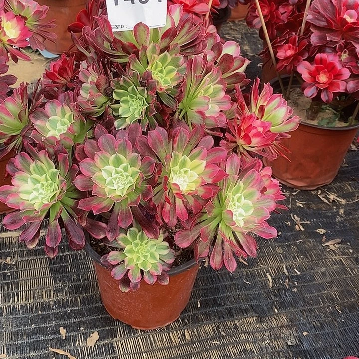 心**海天合464。