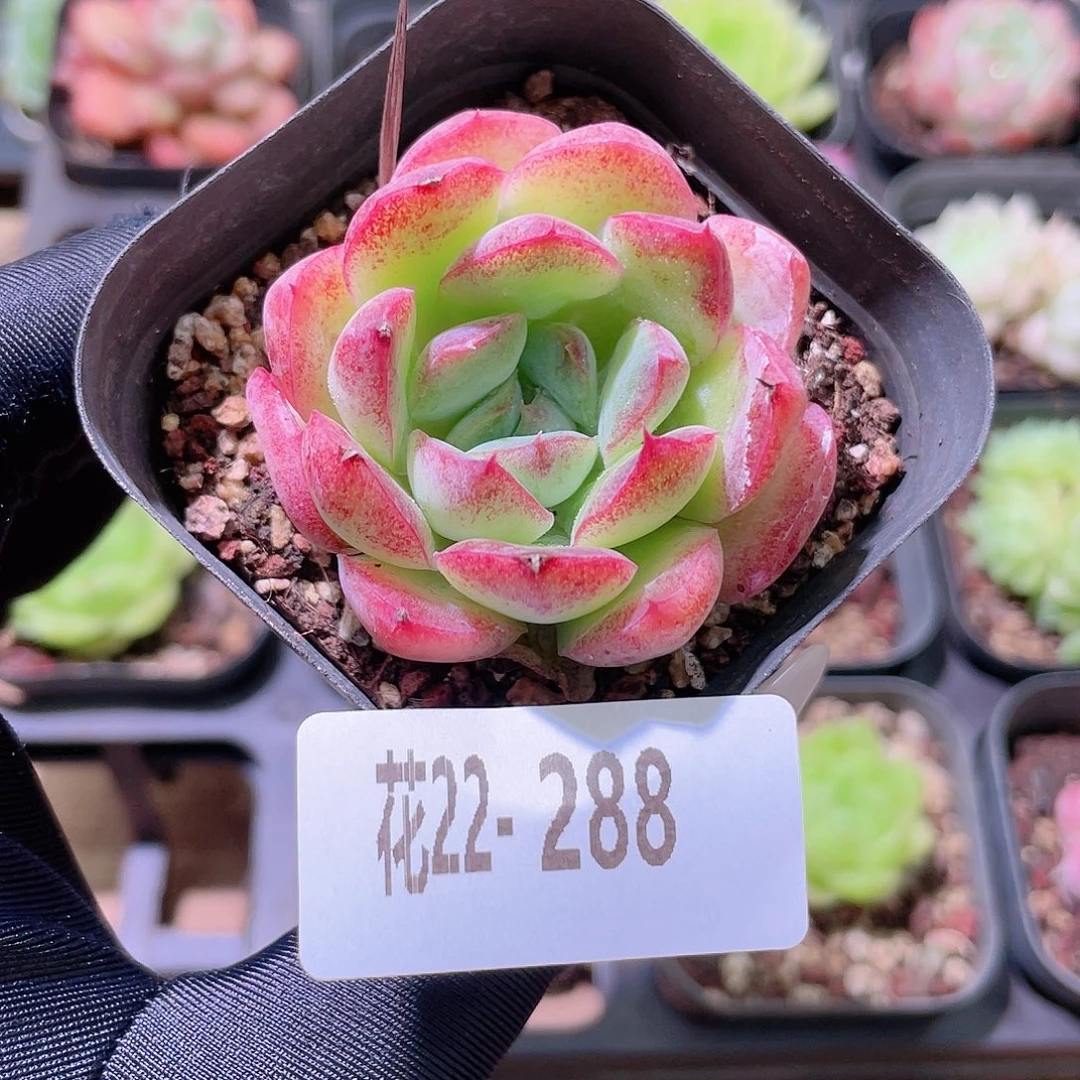 花利美22-288彼岸花