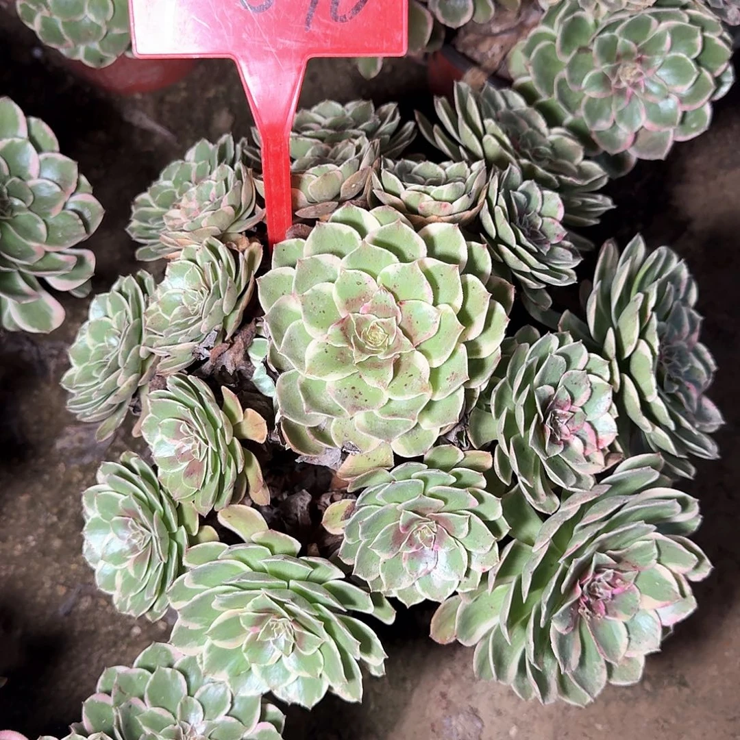 44896粉花妖多肉法师