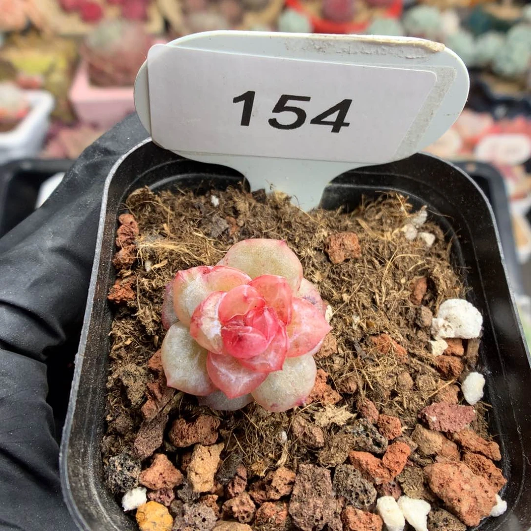 咕***～154 红珍妮石化多肉