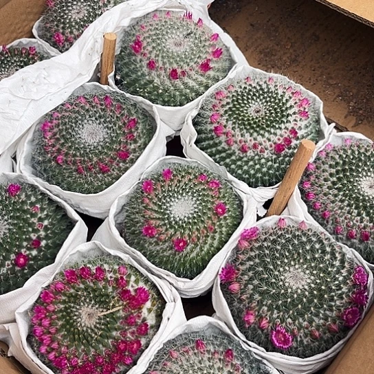 2颗大玉翁带花苞带盆土