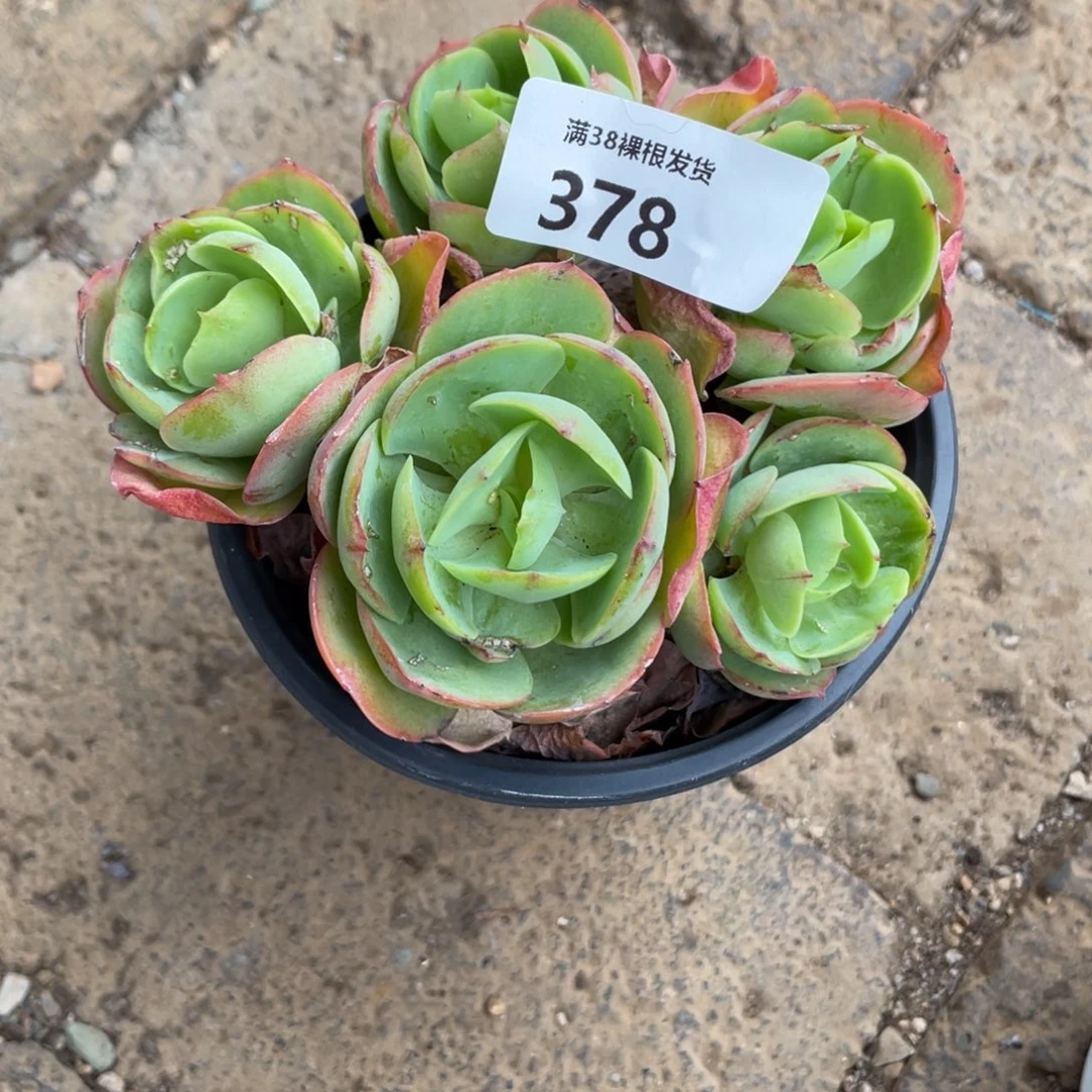 冰***子378碧桃群生多肉植物