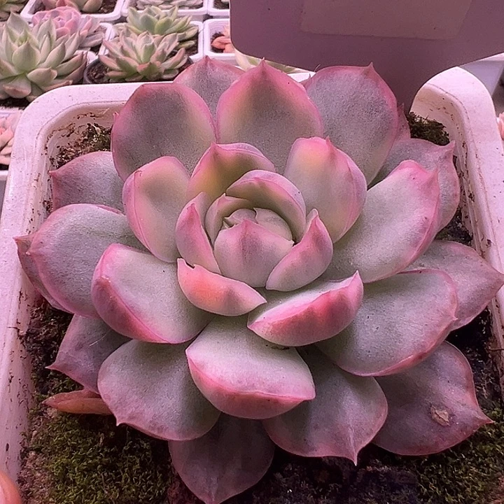 1051号草莓蛋糕锦多肉