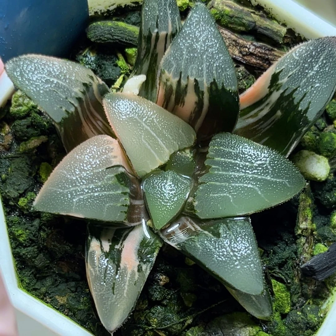 恭喜发财大吉大利0285