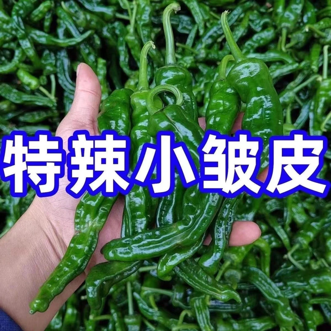 顺丰包邮】特辣小皱皮辣椒青椒薄皮爆辣香农家土辣椒新鲜蔬菜现摘
