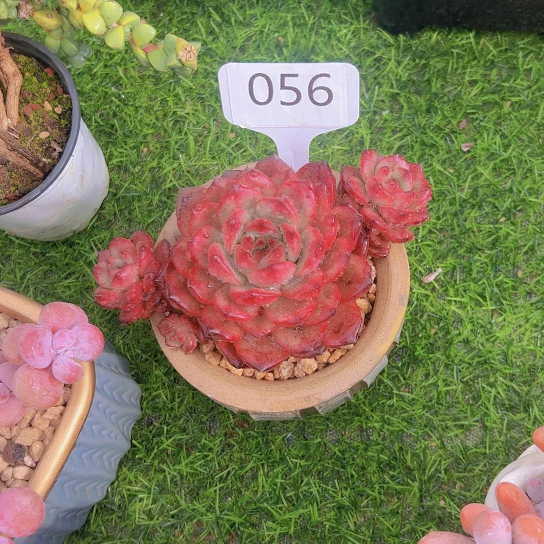 C**y056TM20。。。。。。