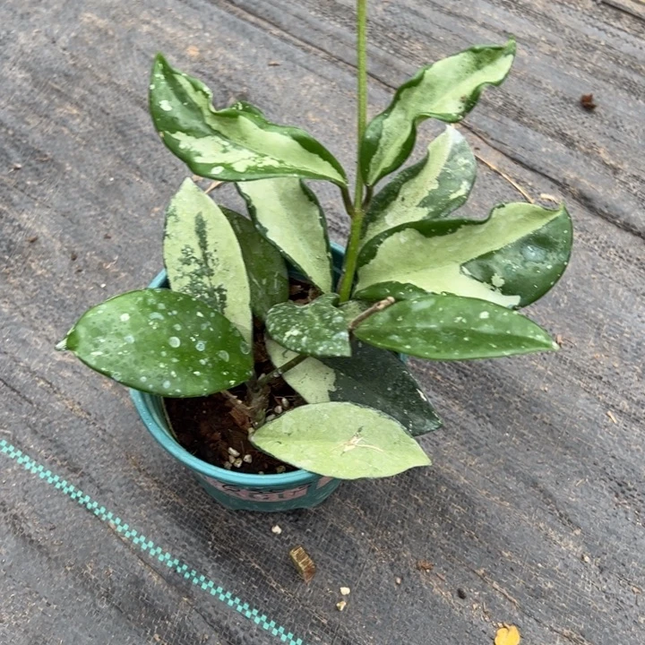 快***言无花朵074球兰桌面