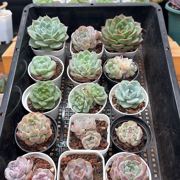 框拍框拍0529-48