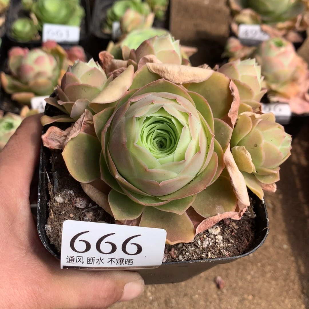 山地玫瑰脱土666号