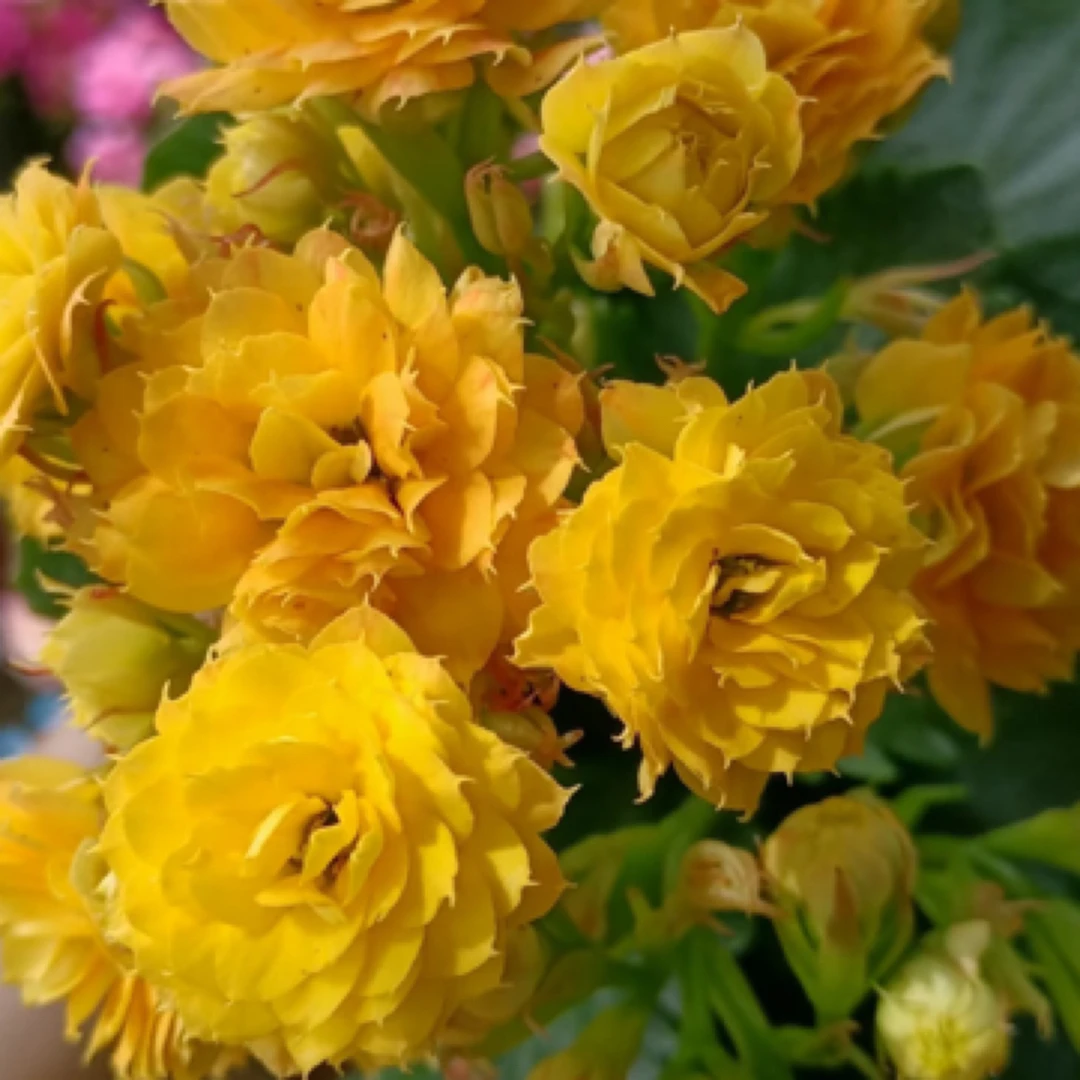 (巴伯尔130盆）黄色重瓣大花 精品长寿 室内懒人花盆栽