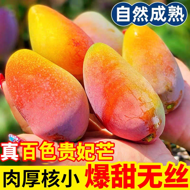 正宗贵妃芒新鲜应季水果海南红金龙芒果产地直发核薄多汁广西百色