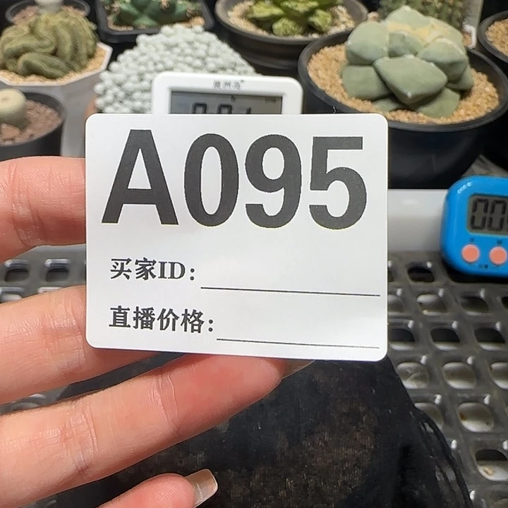 这***官实生仙人球特价一颗