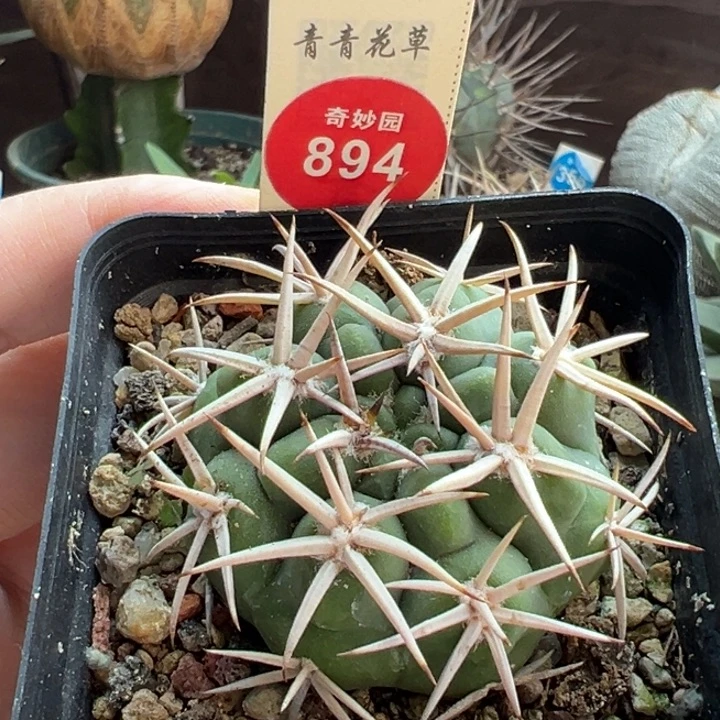 实生五十铃玉豪刺碧岩玉