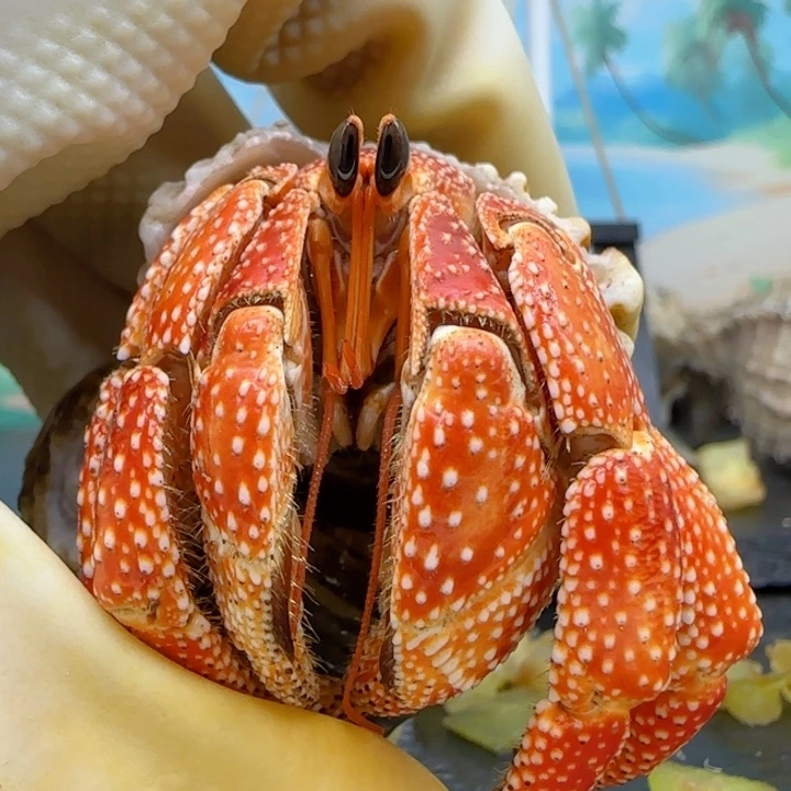 A89满橘毛球3.2cm口径