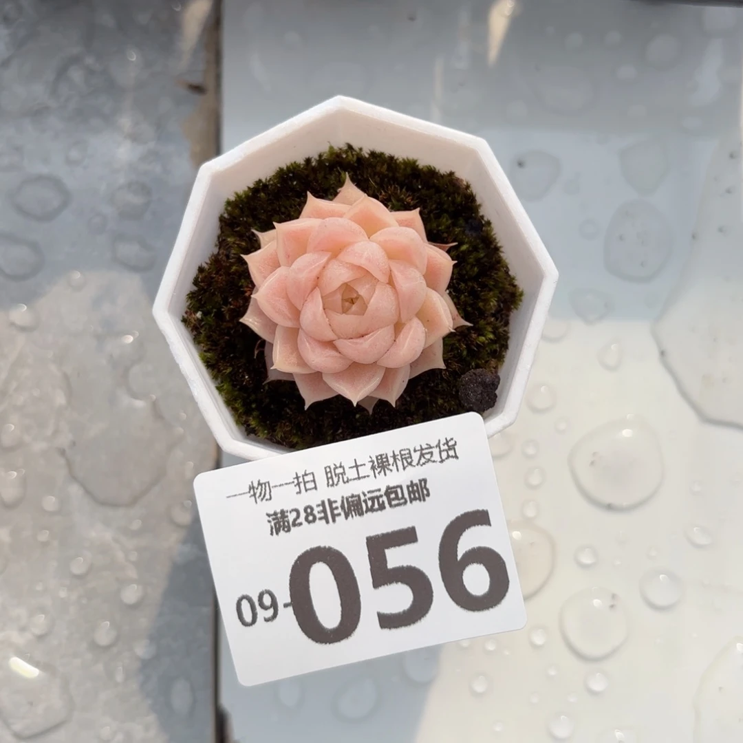 麦秆单头多肉多肉多肉