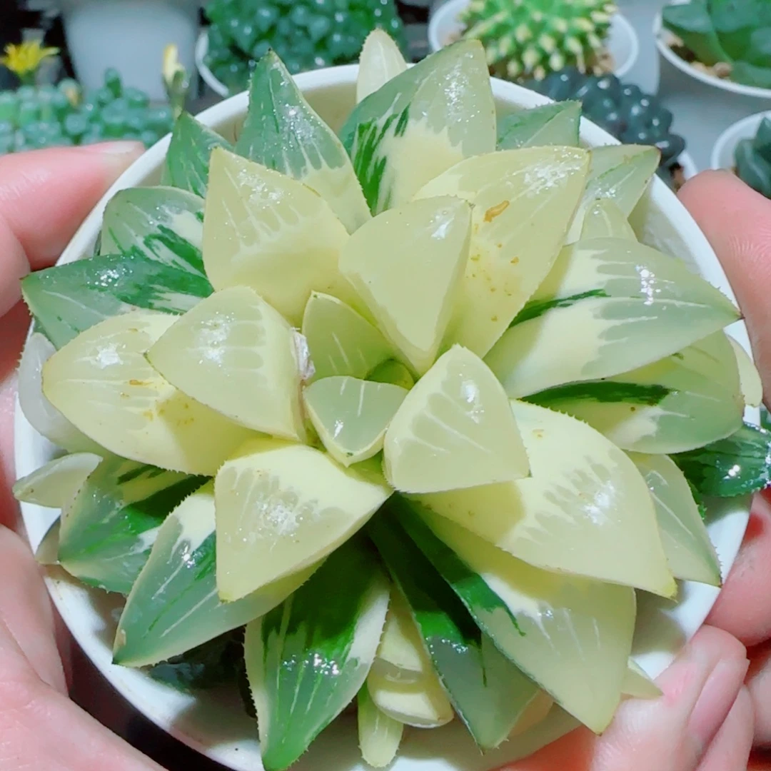 手捧花姬寿锦多肉