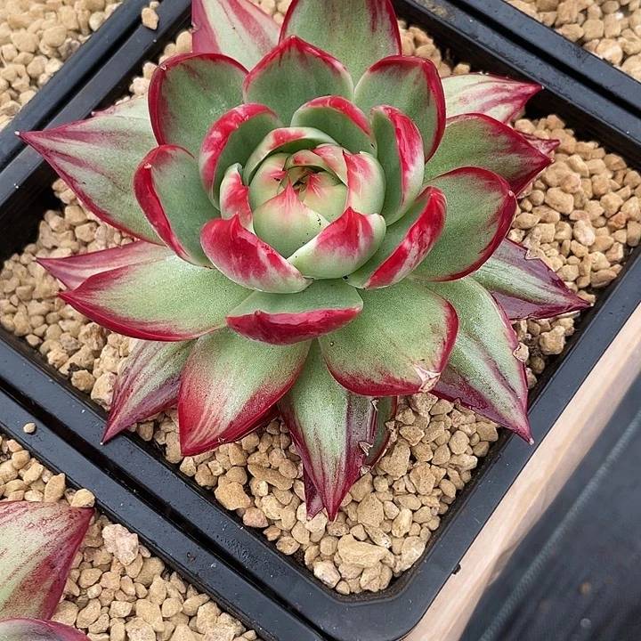 惊鸿仙子多肉植物3001