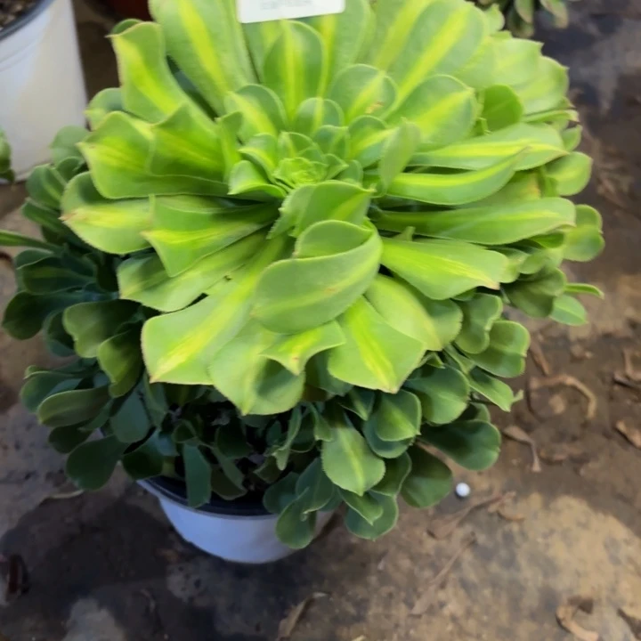 翡翠琉璃多肉处理不包断头2833