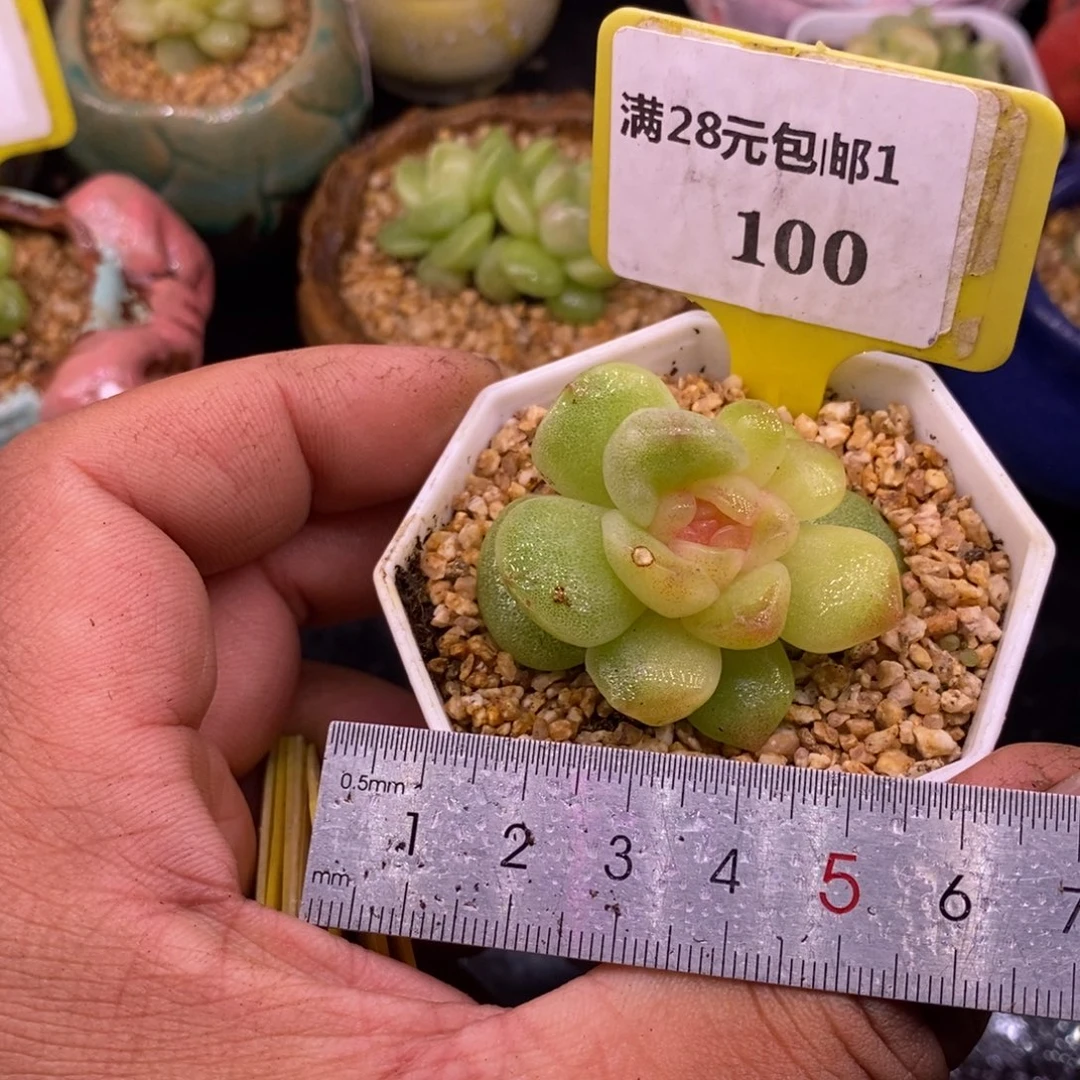 棒***糖1100冰玉石化带锦福利……