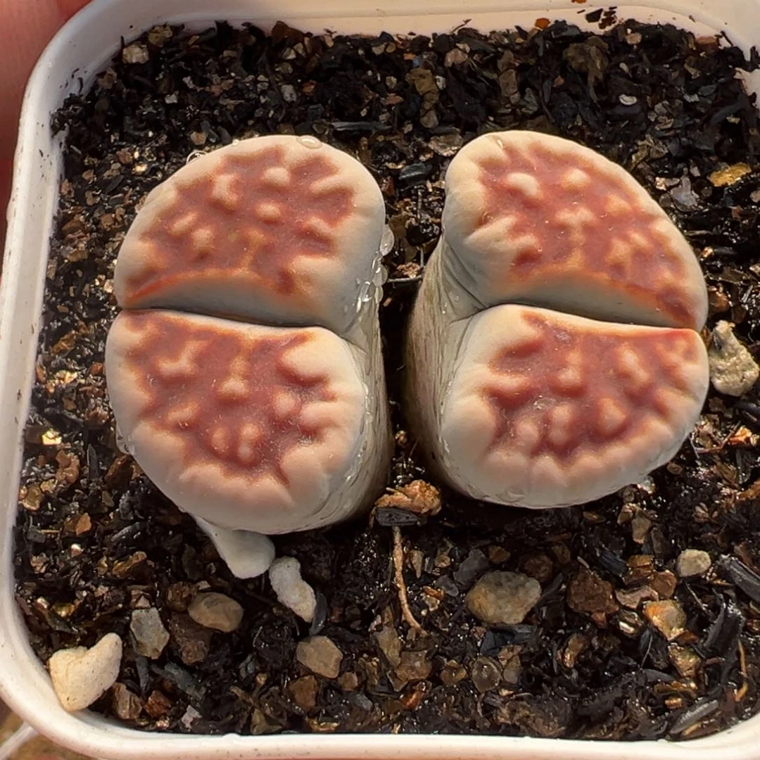 225多肉植物种类多样